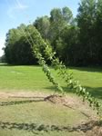 Cascade hops