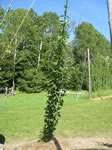 Cascade hops