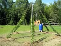 Cascade hops