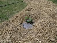 The hops plant transplanted into the paper mulch