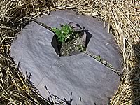 The paper mulch is decomposing too soon and coming apart at the perforations